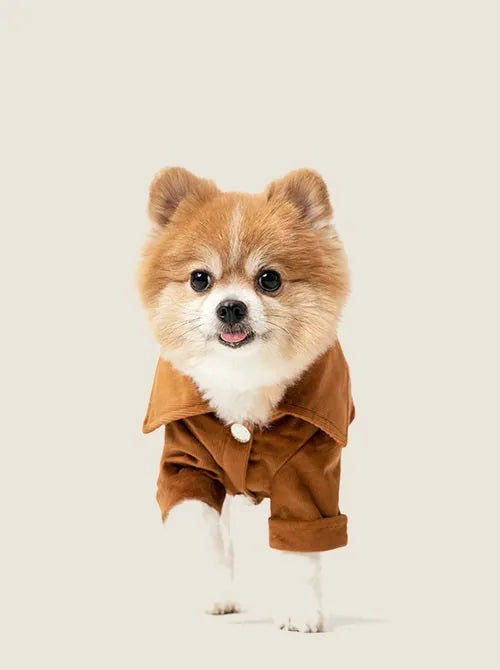 Charming Pomeranian wearing a stylish orange Stainway shirt with an exaggerated collar and snap closure.