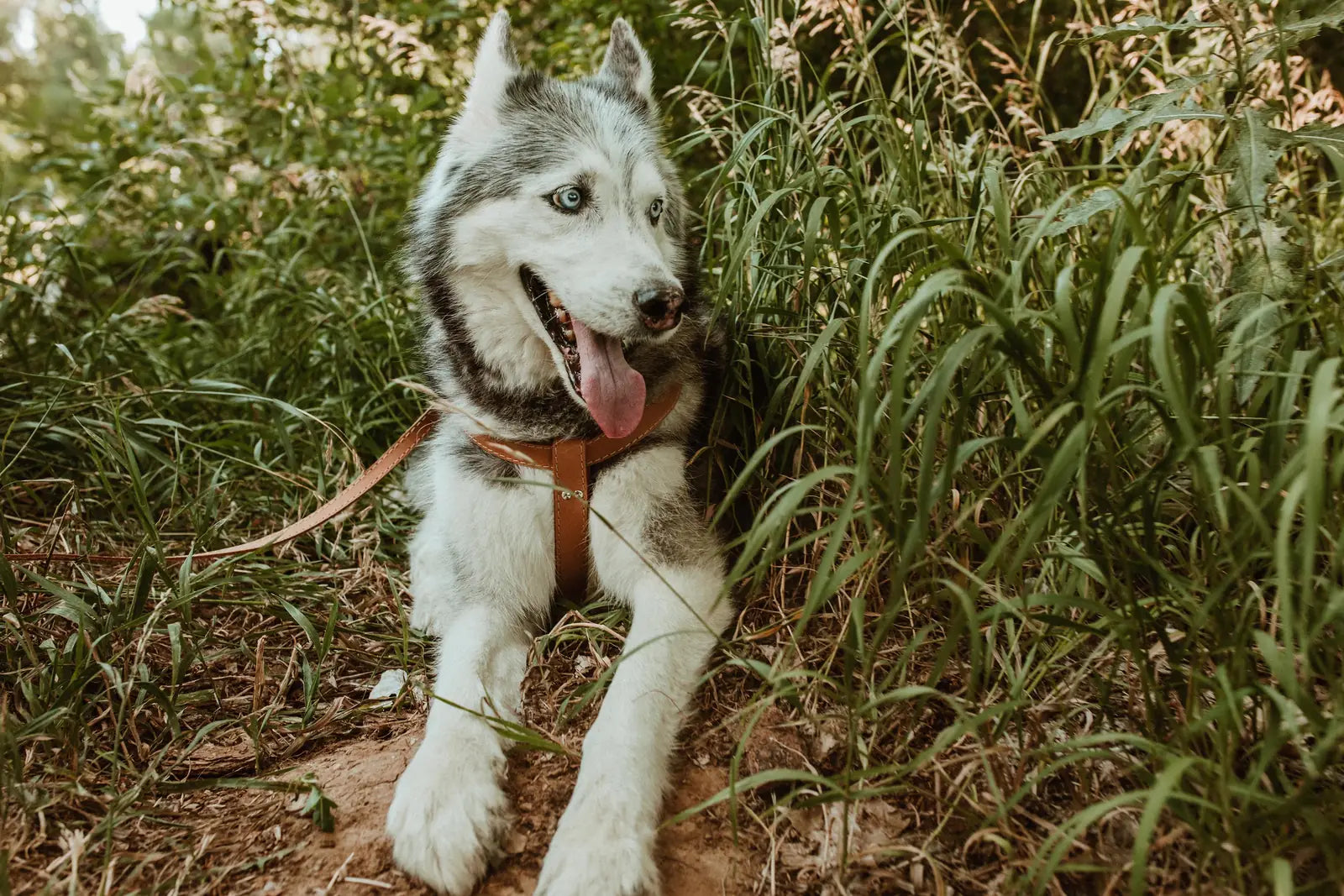 Siberian Husky wearing a tan leather dog harness, resting in tall grass with a playful expression and bright blue eyes.