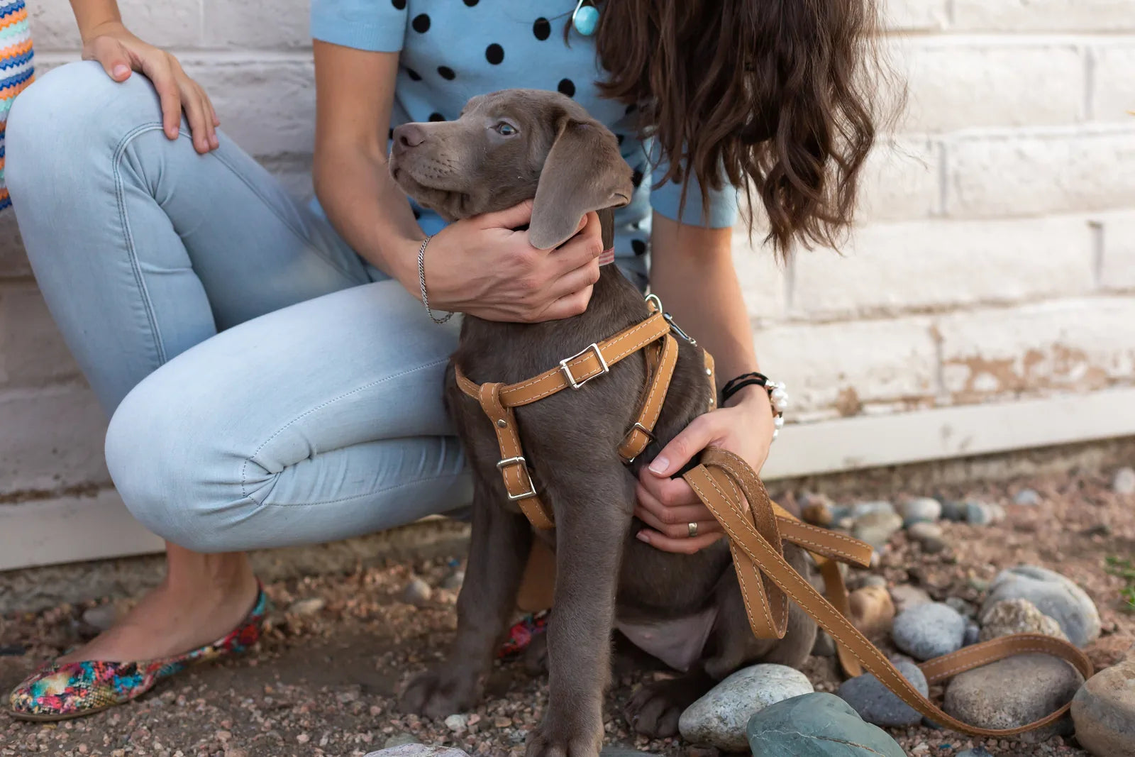 Brown leather dog harness fitted on a gray puppy, held gently by a person against a stone and brick backdrop.