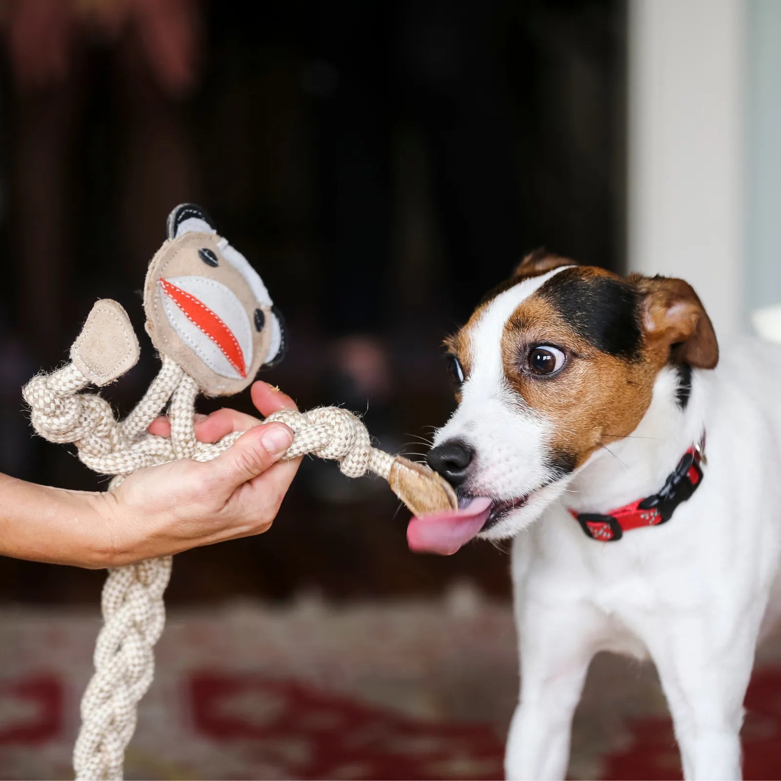Stuey the Sock Monkey rope toy in natural fibers is being tugged by a playful dog with a brown and white coat.