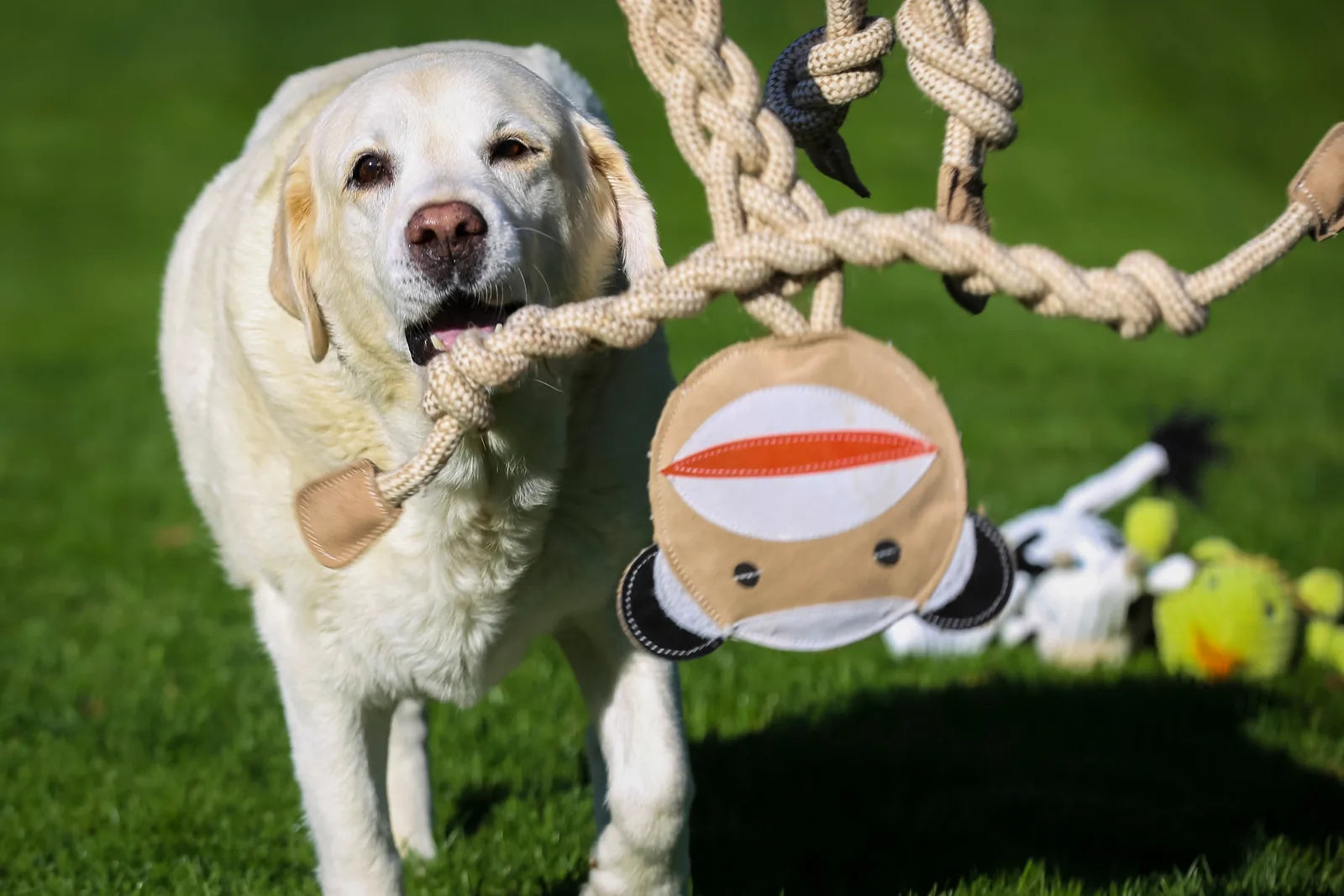 Yellow Labrador holding a Stuey Sock Monkey rope toy in a grassy field, showcasing durable cotton and hemp materials.