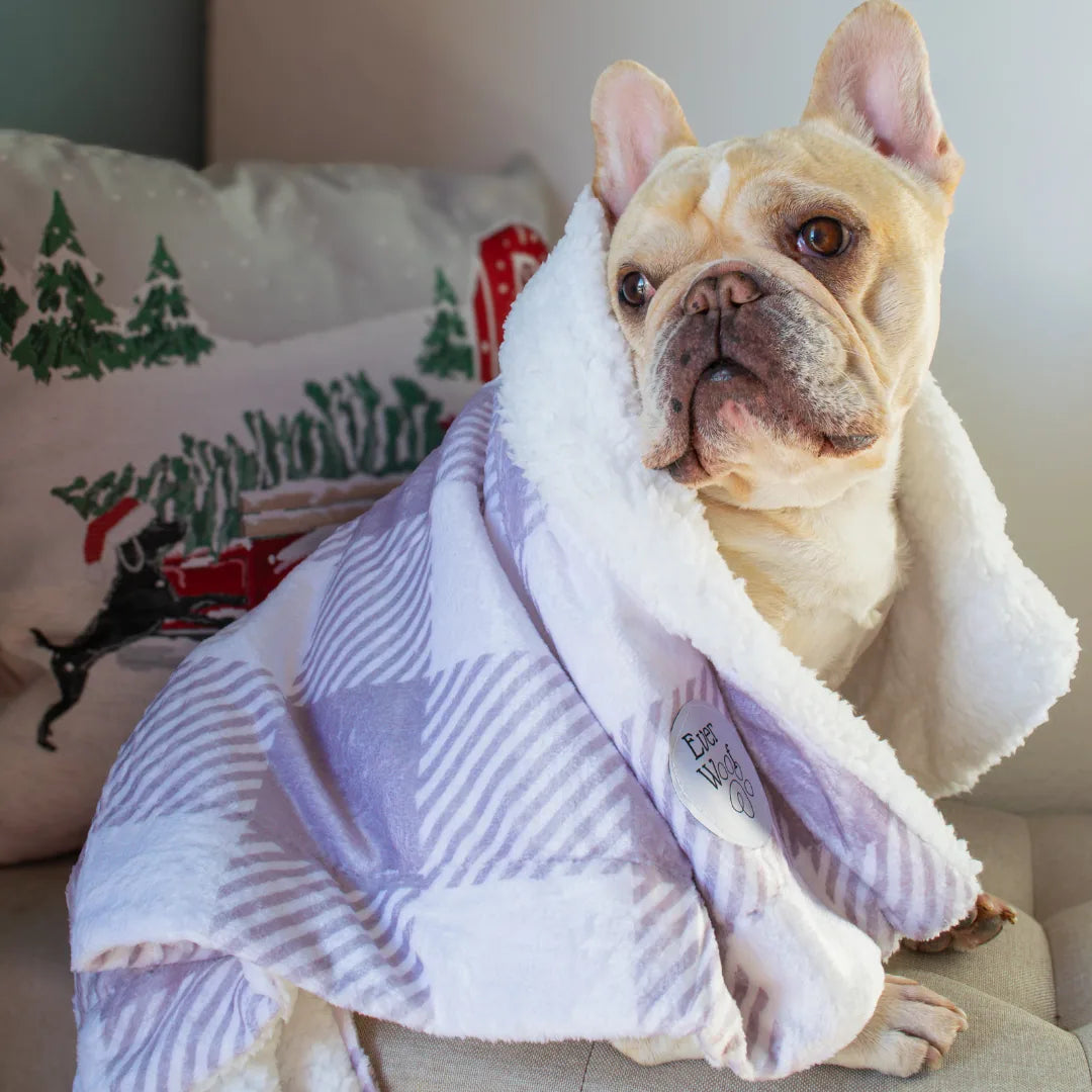 Cozy Sugar Plum Dog Blanket draped over a French Bulldog, featuring a soft, patterned micro-fiber and plush cream sherpa s...