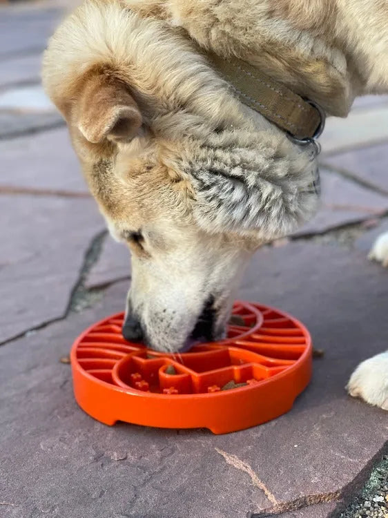 Shallow orange eTray slow feeder bowl featuring a sun and moon design, with a dog eating from it on a stone surface.