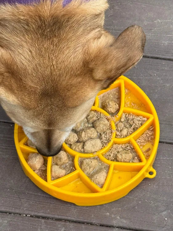 Shallow sunflower slow feeder bowl in bright yellow, filled with kibble, being used by a dog.