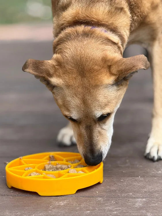 Dog enjoying food from a bright yellow sunflower-shaped shallow slow feeder bowl on a wooden surface.