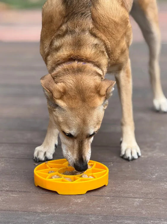 Dog enjoying a yellow sunflower-shaped slow feeder bowl on a wooden surface, promoting calm and enriching mealtime.