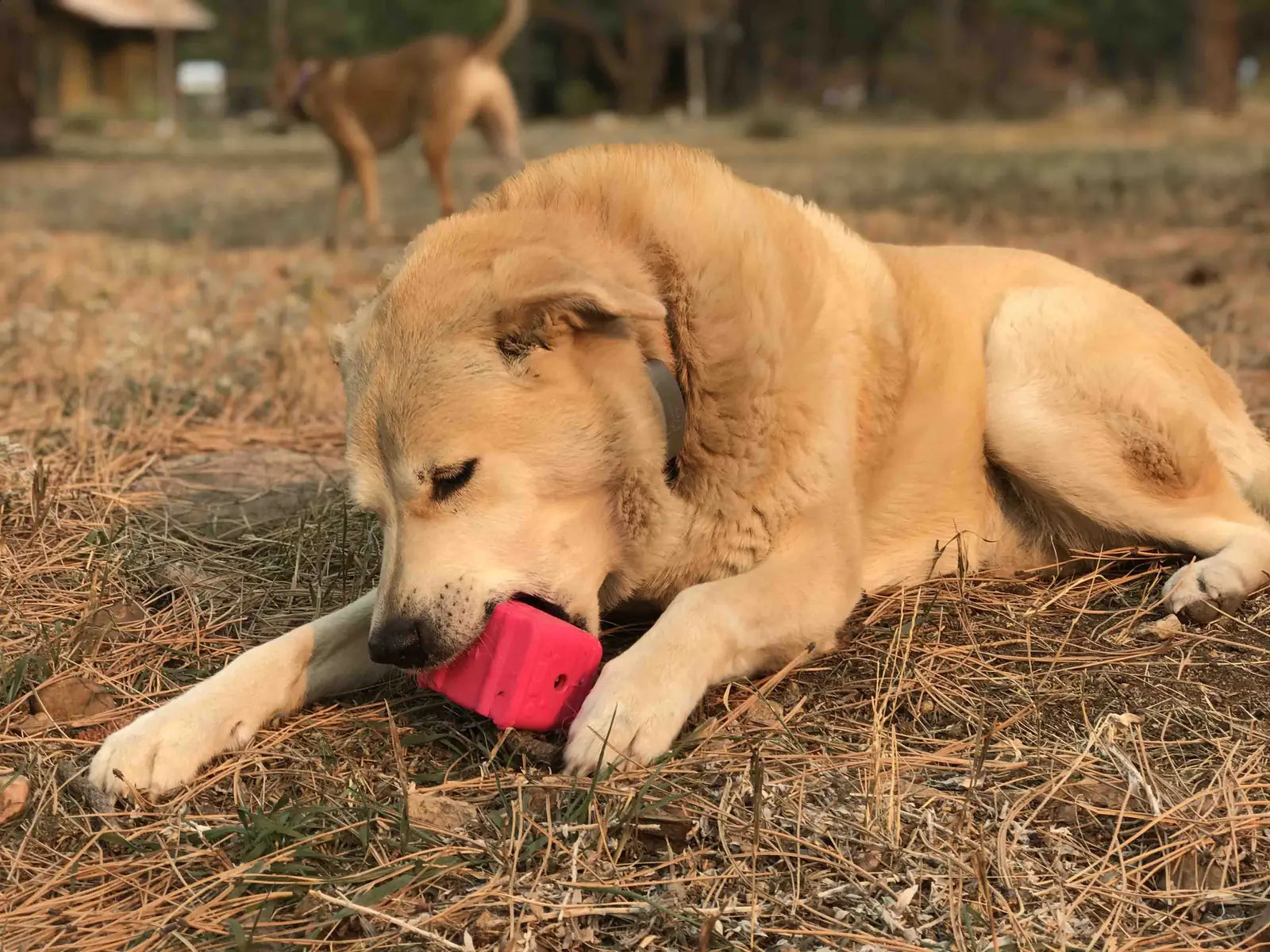 Large light-colored dog chewing a bright pink retro van-shaped rubber toy on grass and pine needles.