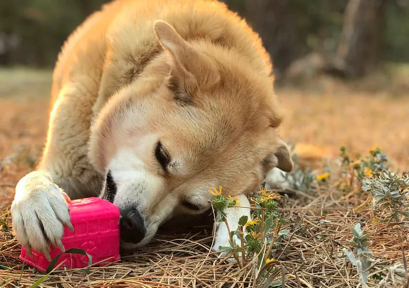 Large dog chewing a vibrant pink Surf's Up! Retro Van toy in a grassy outdoor setting.