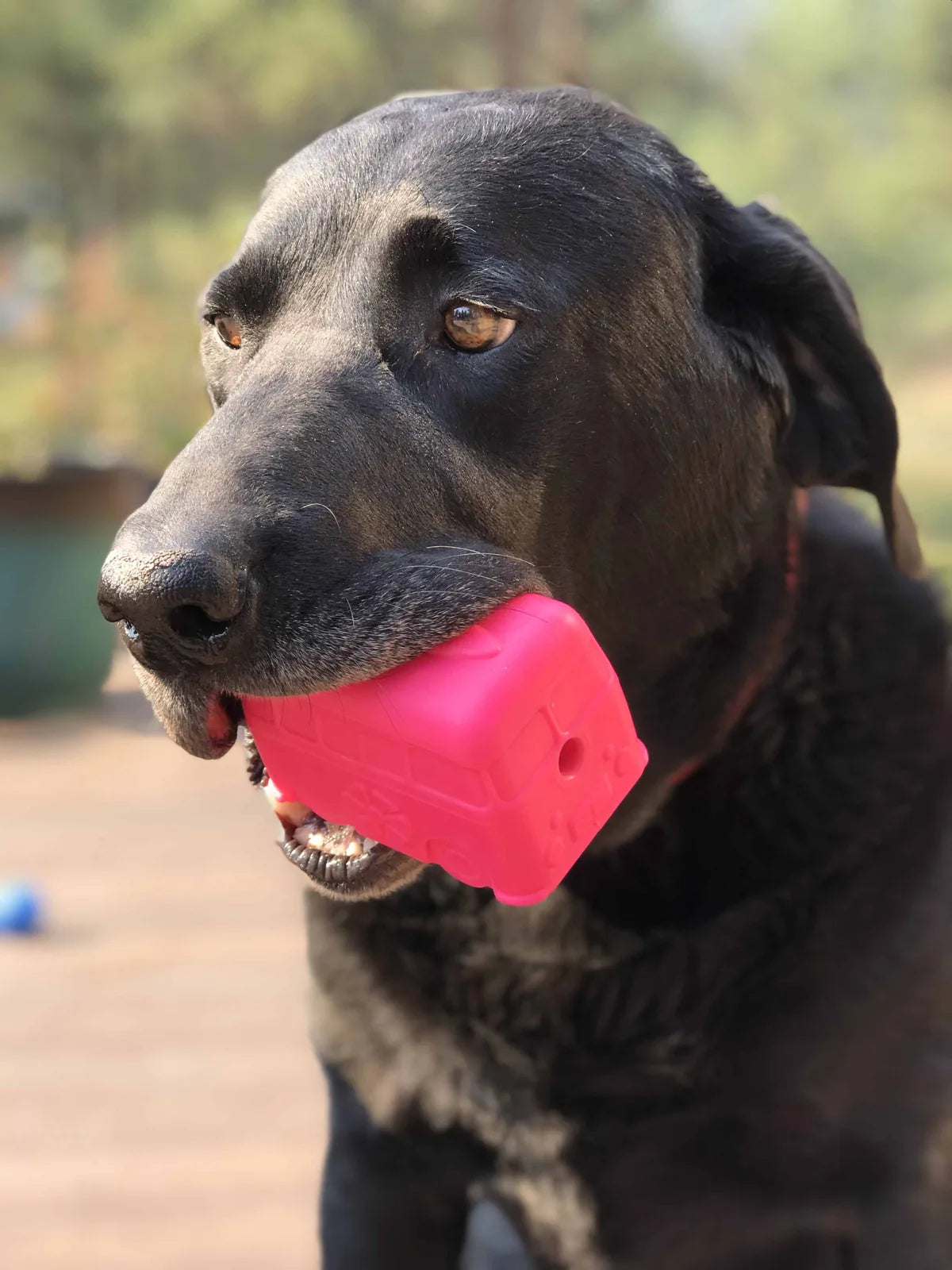 Black dog holding a bright pink retro van chew toy, designed for large dogs, in an outdoor setting.