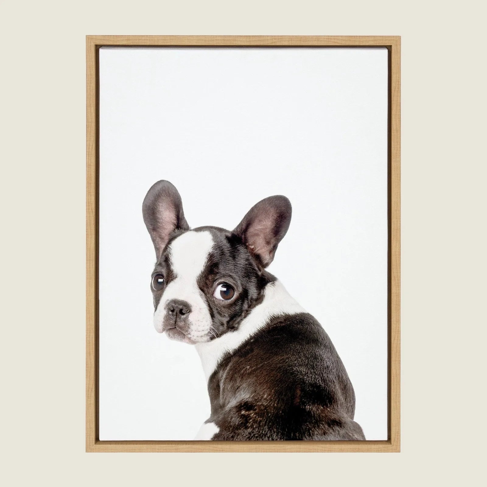 Framed canvas art featuring a charming French Bulldog with a black and white coat, set against a white background.