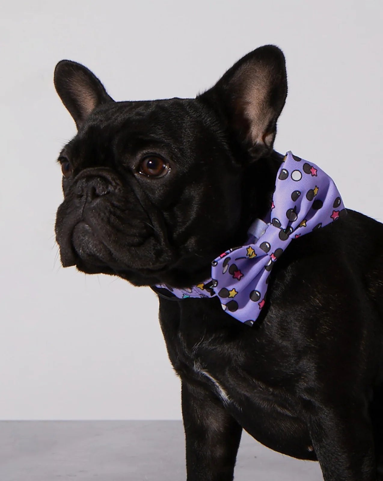 Black dog wearing a purple bowtie with colorful polka dots and stars, showcasing a stylish accessory for pets.