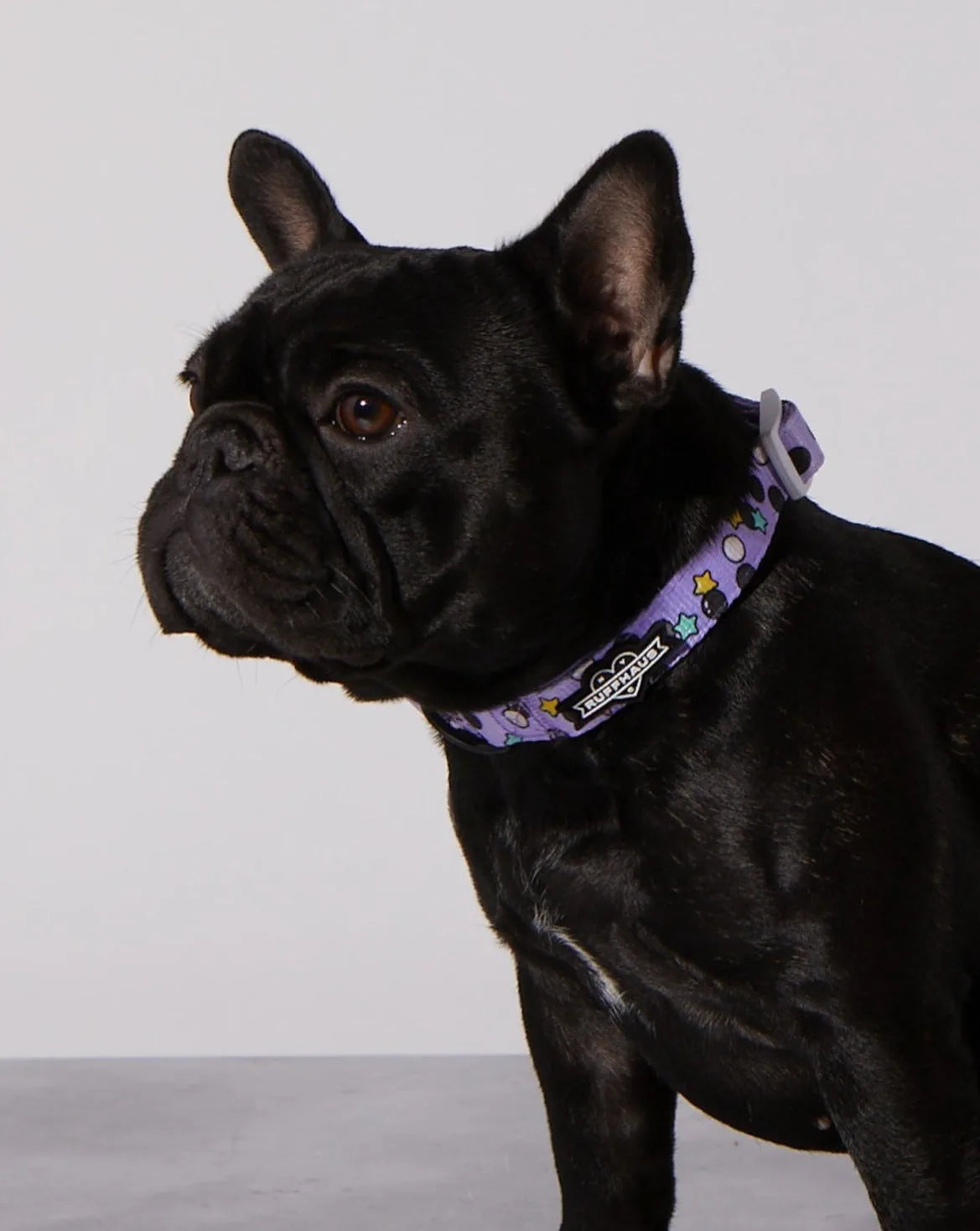 Black dog wearing a purple Taro Boba collar with colorful stars and circles, showcasing a stylish and comfortable design.