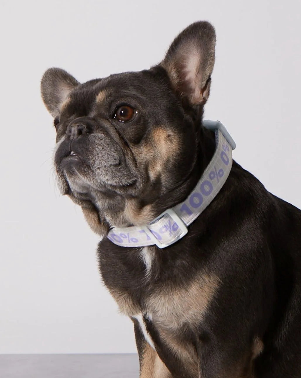 Taro Sugar Level collar on a dog, featuring a blue and white design with "100%" text, perfect for stylish everyday wear.
