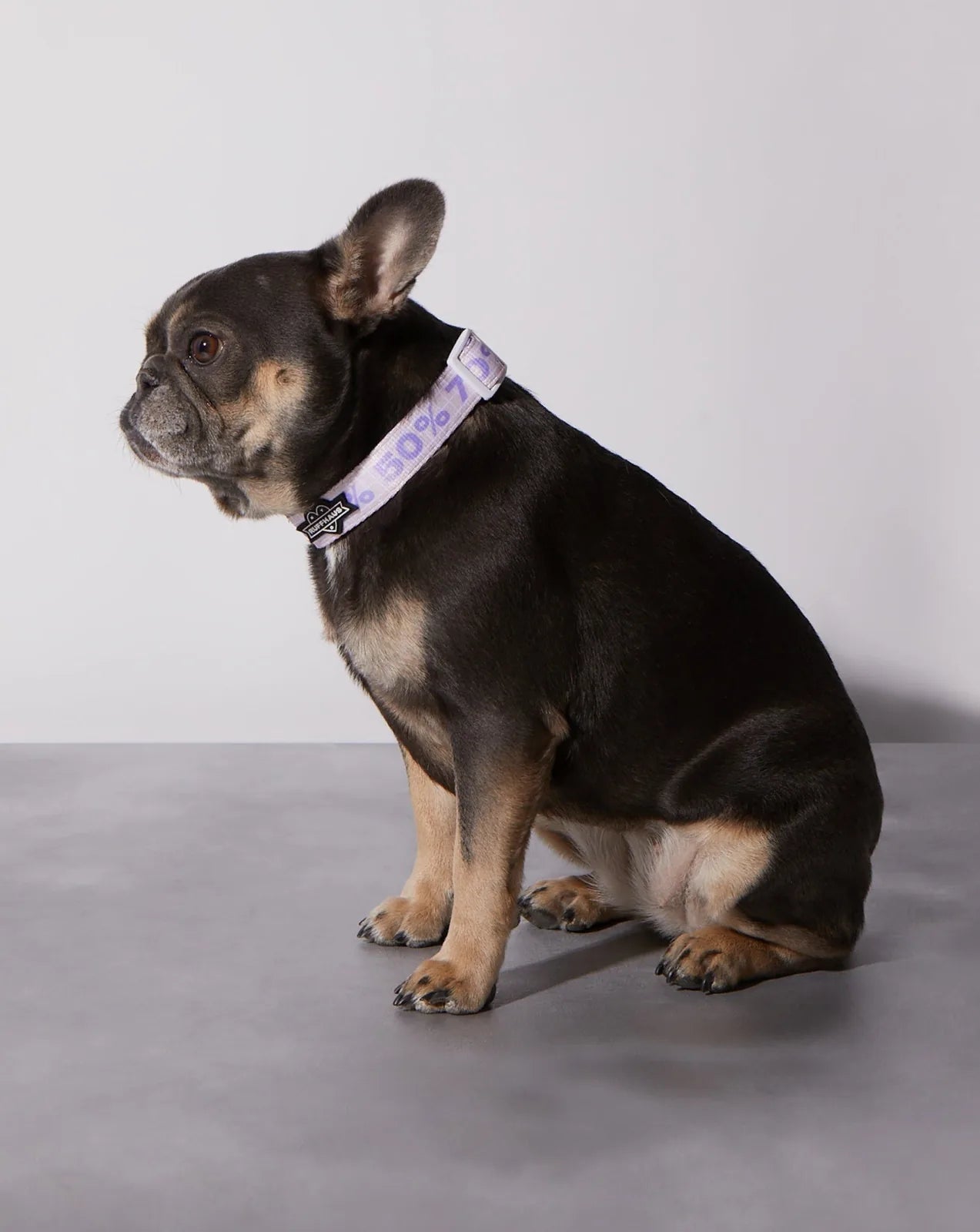 Adjustable Taro Sugar Level dog collar in lavender with unique printed design, worn by a sitting black dog.