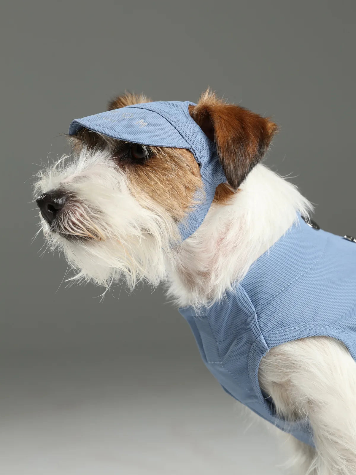 Light blue tennis hat on a small dog, featuring an adjustable chin strap and reflective logo for visibility.