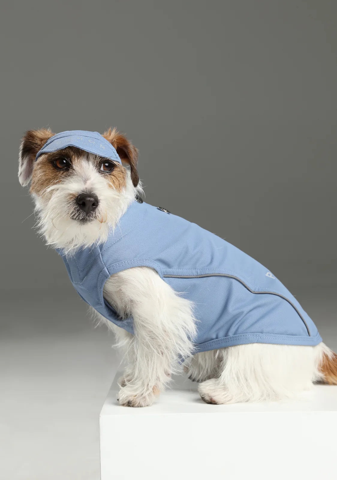 Playful blue tennis hat on a small dog, featuring a reflective logo and soft, breathable fabric for comfort.