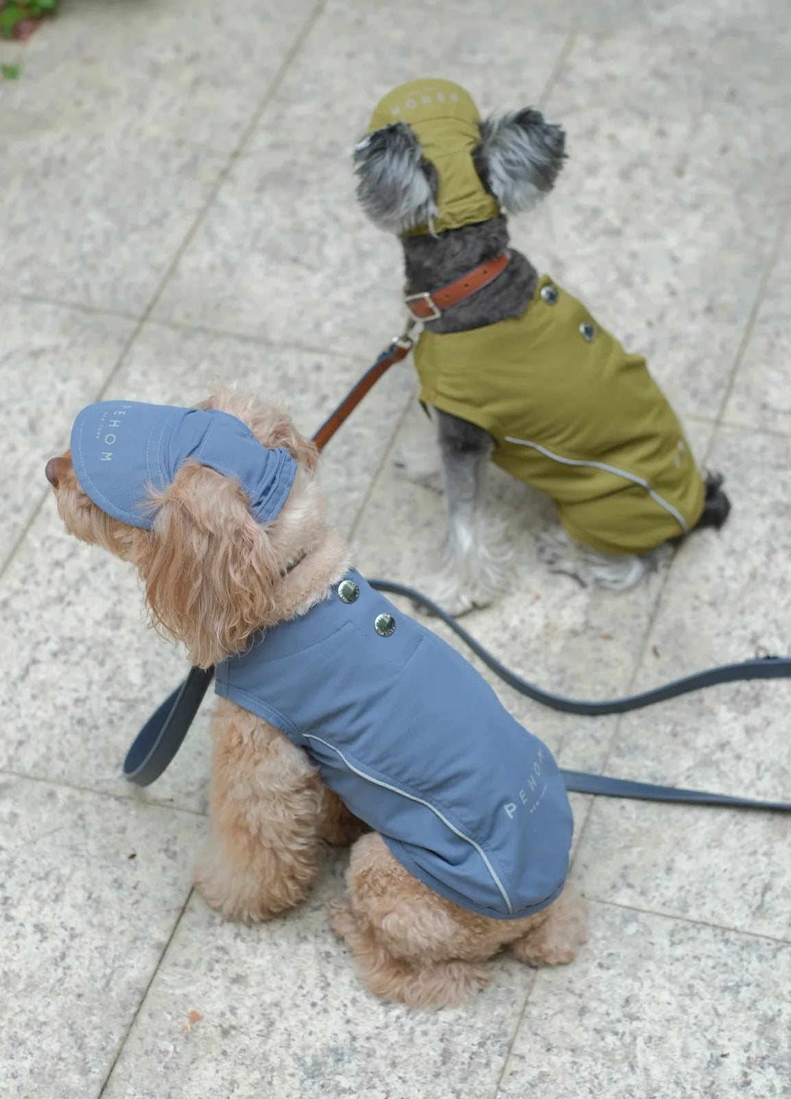 Blue tennis hat on a fluffy dog, showcasing a reflective logo, paired with a matching blue harness.