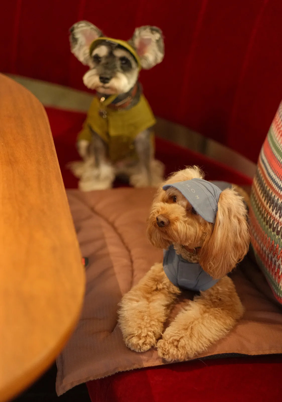 Blue tennis hat on a fluffy dog, seated on a mat, with another dog wearing a green outfit in the background.