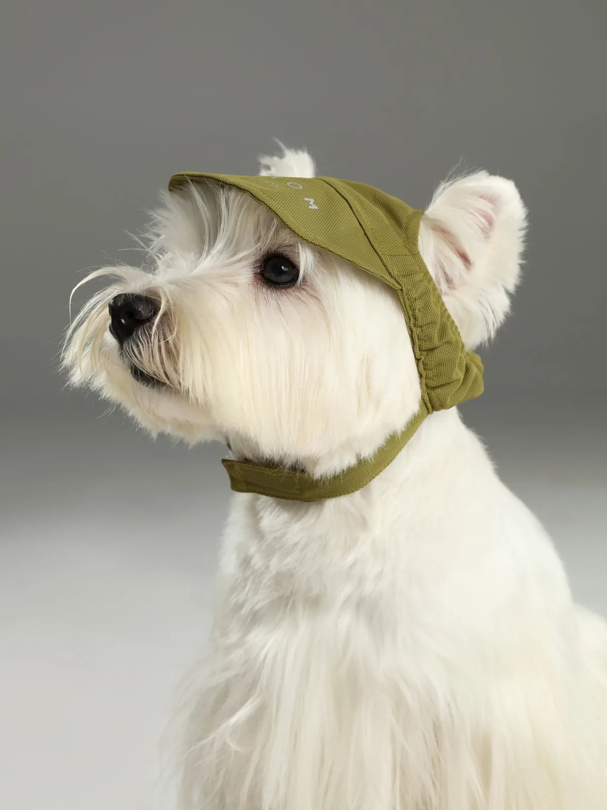 Green tennis hat on a white dog, featuring a reflective logo and adjustable chin strap for comfort and visibility.
