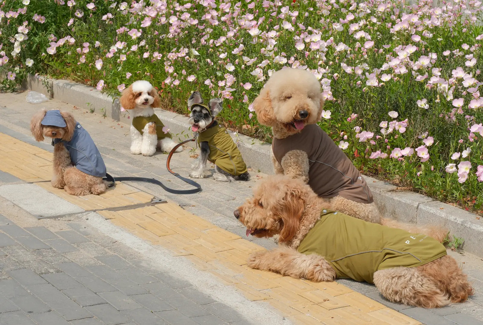 A group of dogs in stylish outfits with a tennis theme, surrounded by blooming flowers, showcasing playful pet fashion.