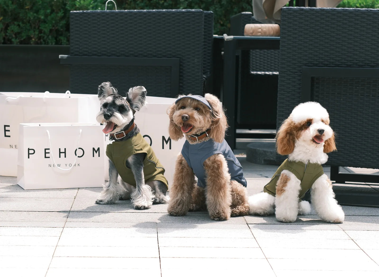 Green tennis hat on a dog alongside two other stylish dogs in outdoor setting, showcasing playful dog accessories.