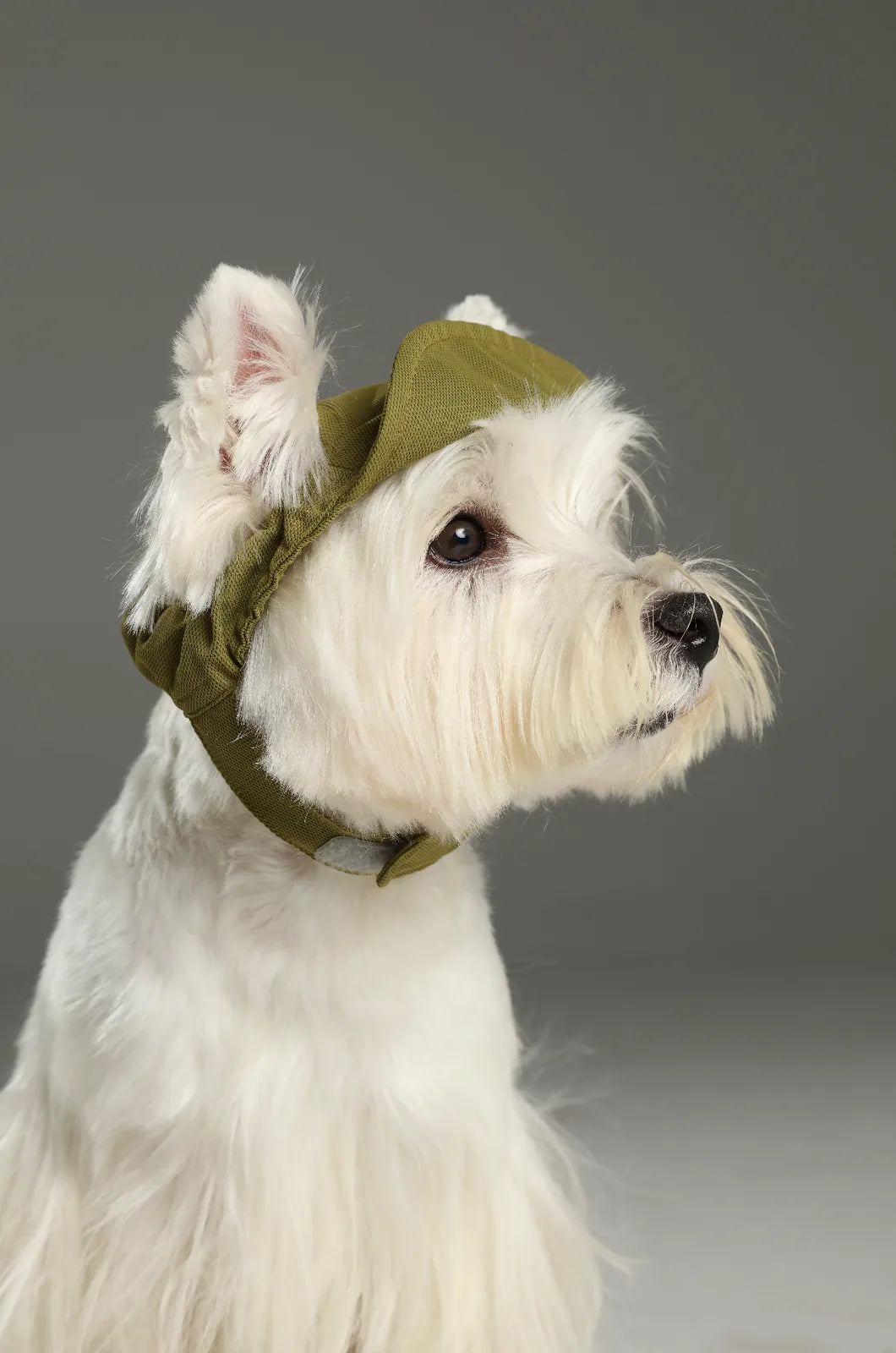 Green tennis hat on a white dog, featuring a reflective brim and adjustable chin strap for a secure fit.