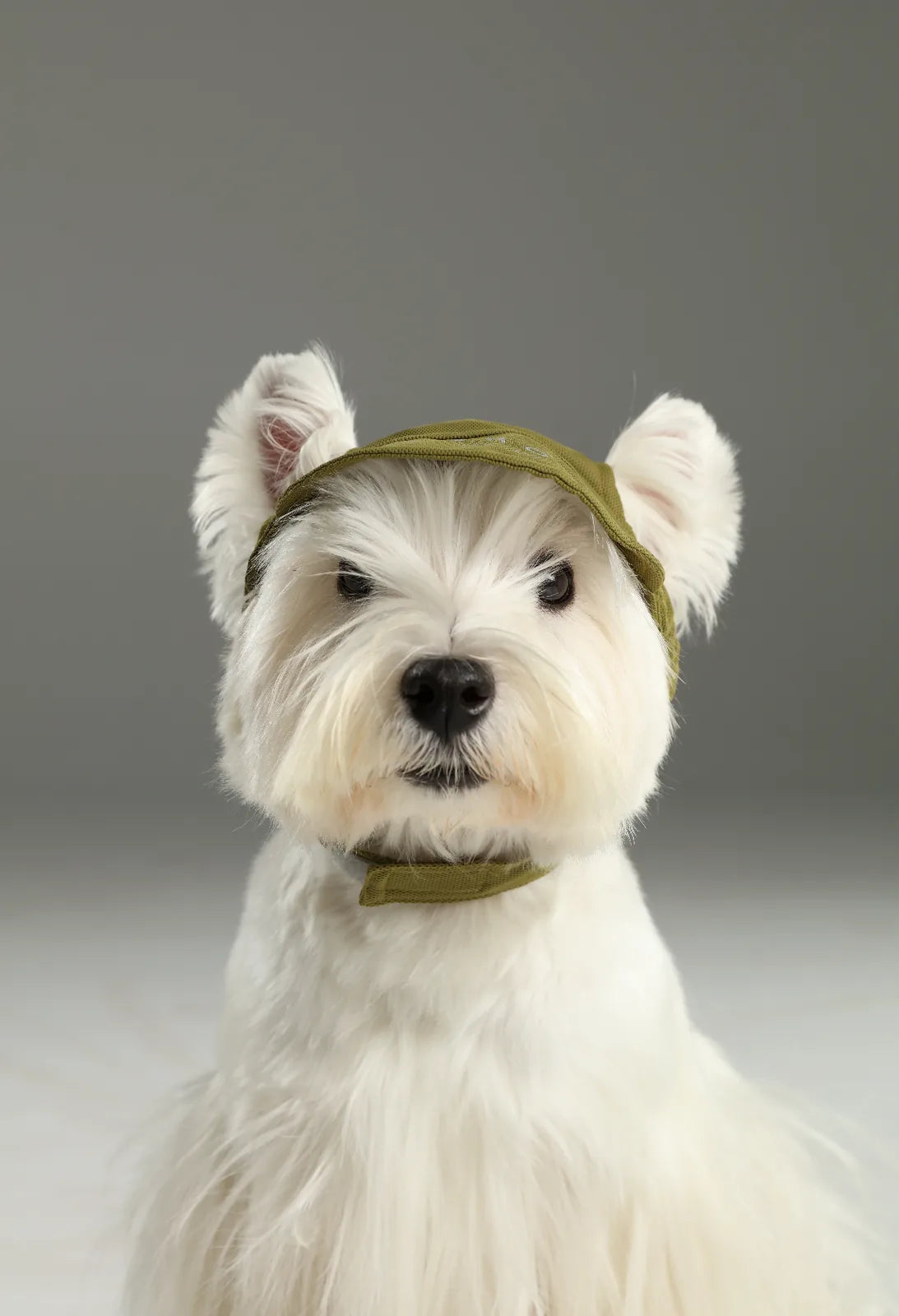 White dog wearing a green tennis hat with a chin strap, showcasing a playful look and breathable fabric design.