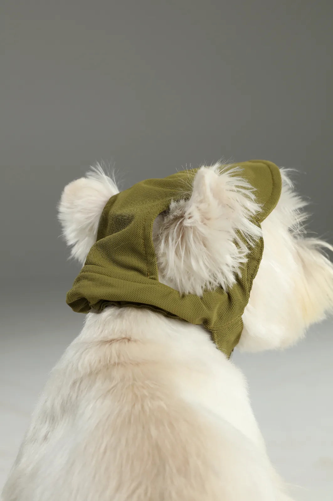 Green tennis hat on a light-colored dog, featuring breathable fabric and a secure fit. Perfect for playful outings.