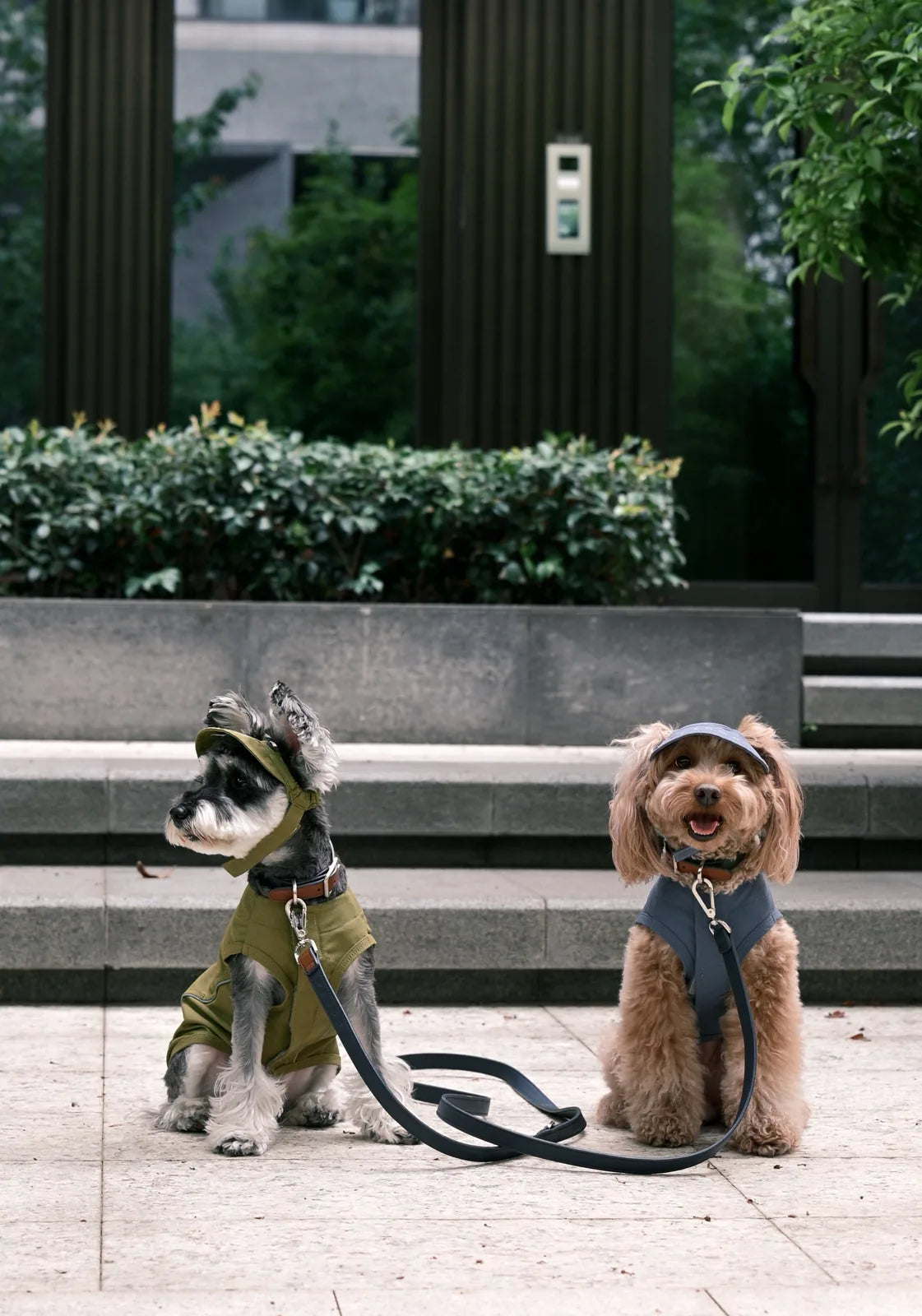 Stylish dogs wearing green and gray outfits sit on steps, showcasing the green tennis hat and outdoor accessories.