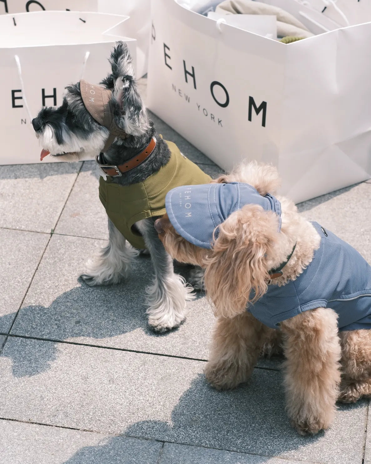 Two dogs wear stylish hats in outdoor setting; one in green apparel and another in blue, both with playful expressions.