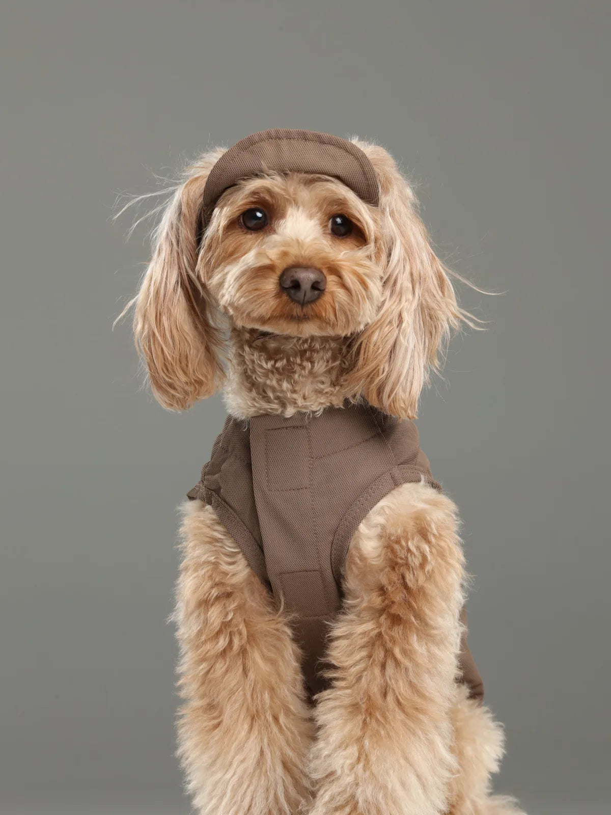Adorable dog wearing a mocha tennis hat, showcasing fluffy fur against a neutral background.
