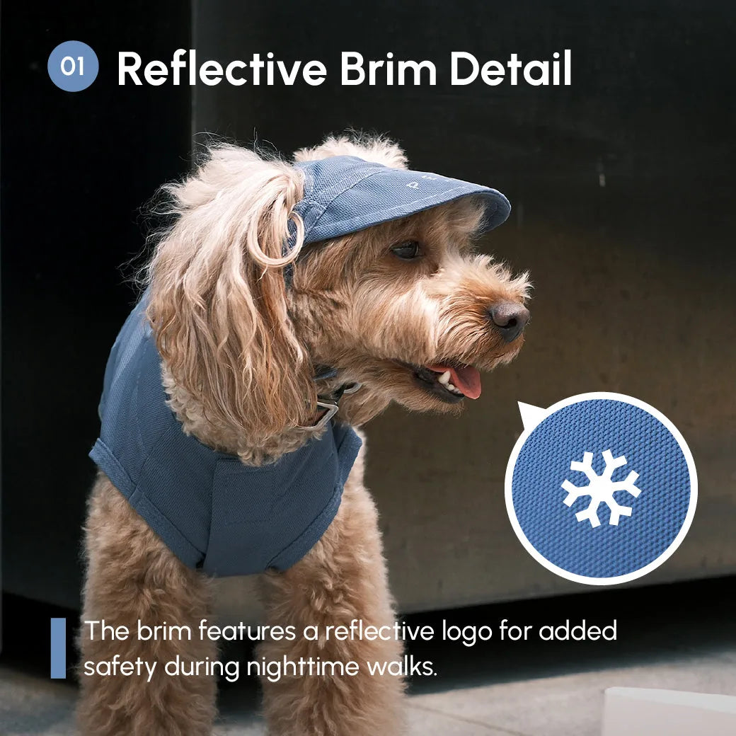 Tan dog wearing a blue tennis hat with a reflective brim detail, showcasing style and safety for nighttime walks.