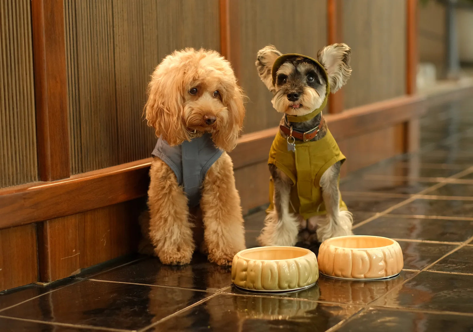 Two dogs in stylish outfits, one in a light blue harness and the other in a yellow hat and coat, sit near food bowls.