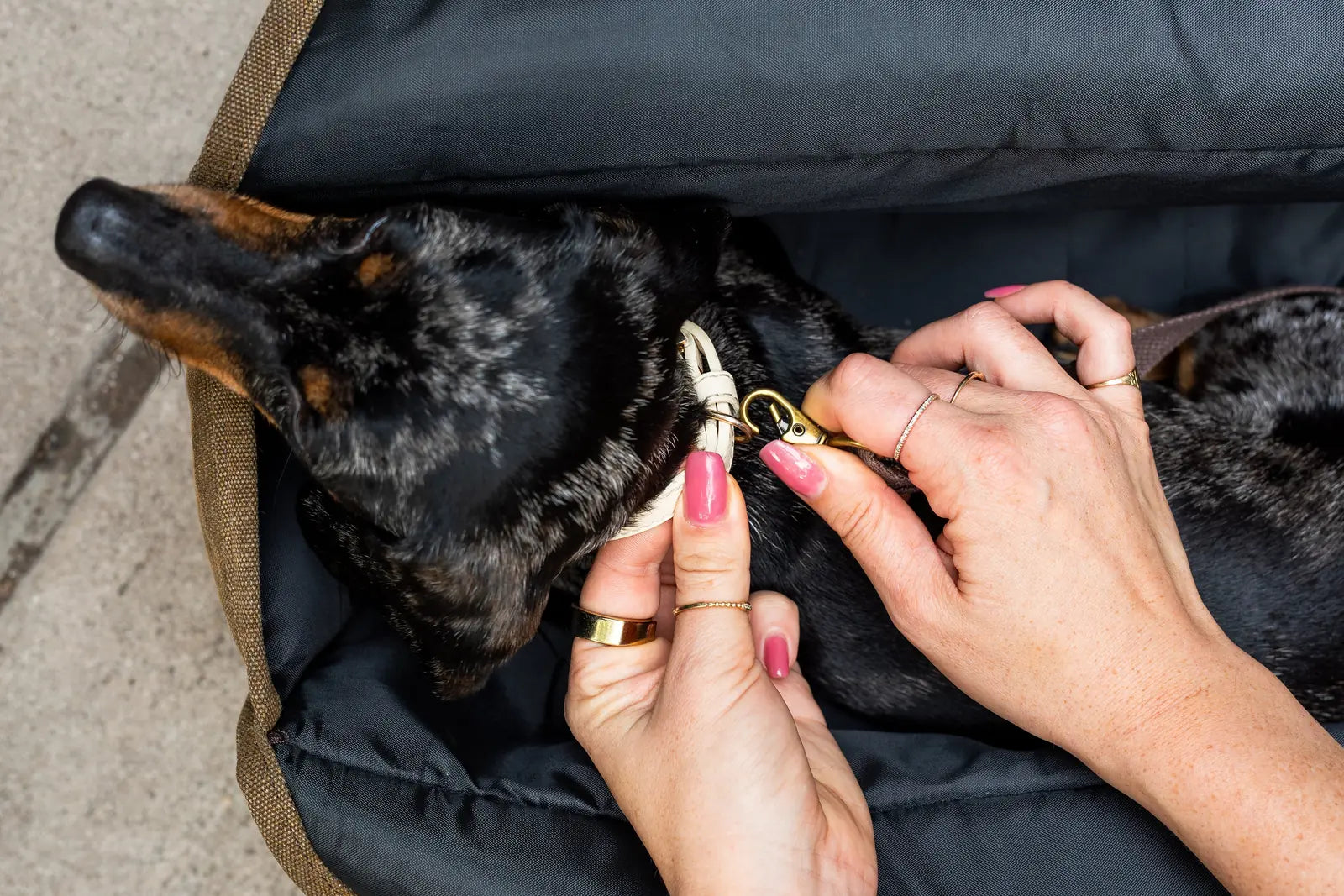 Close-up of a small dog being secured in an army green pet carrier, featuring smooth black fabric and a vegan leather trim.