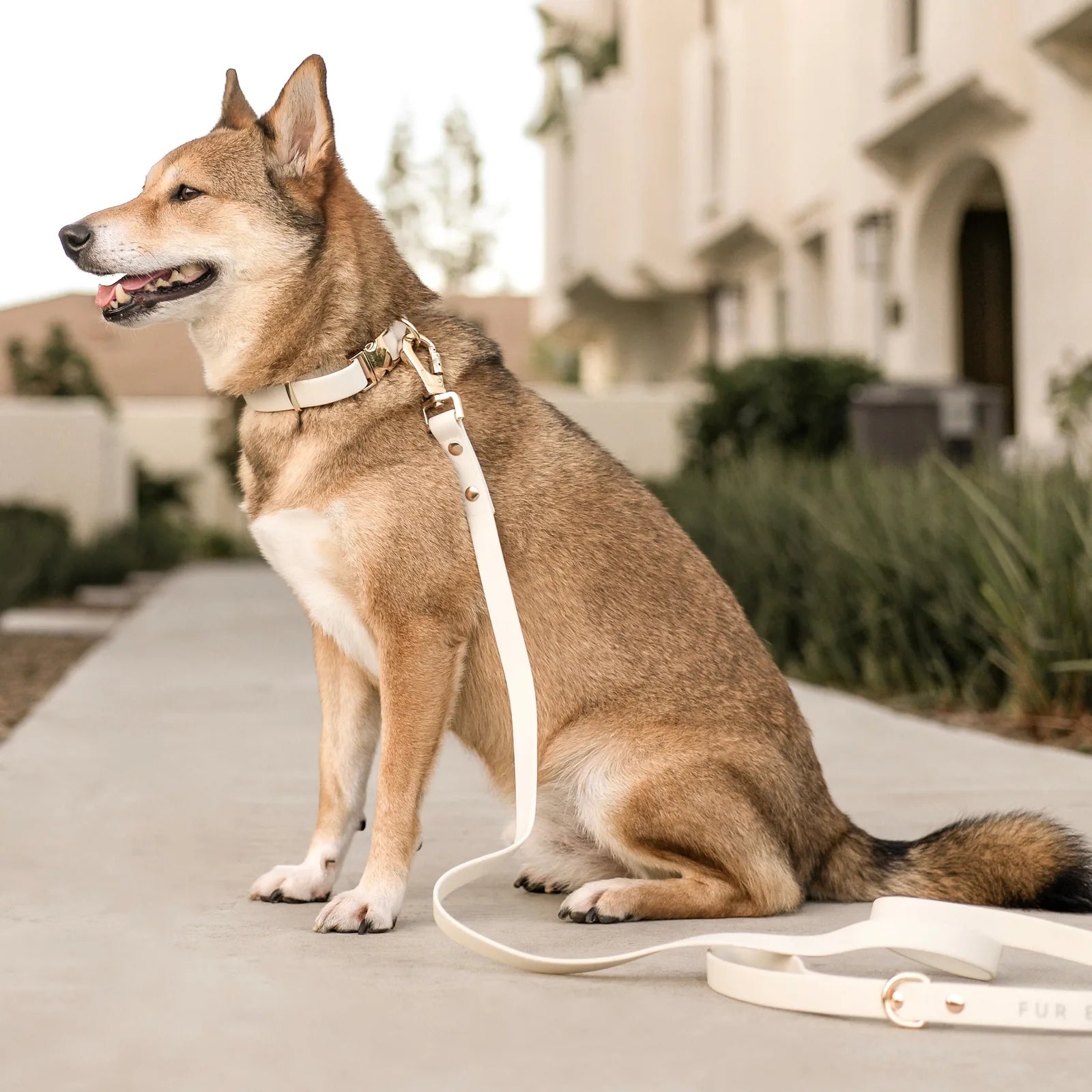 Stylish dog in a light bone-colored harness and collar, sitting on a path with a matching leash beside it.