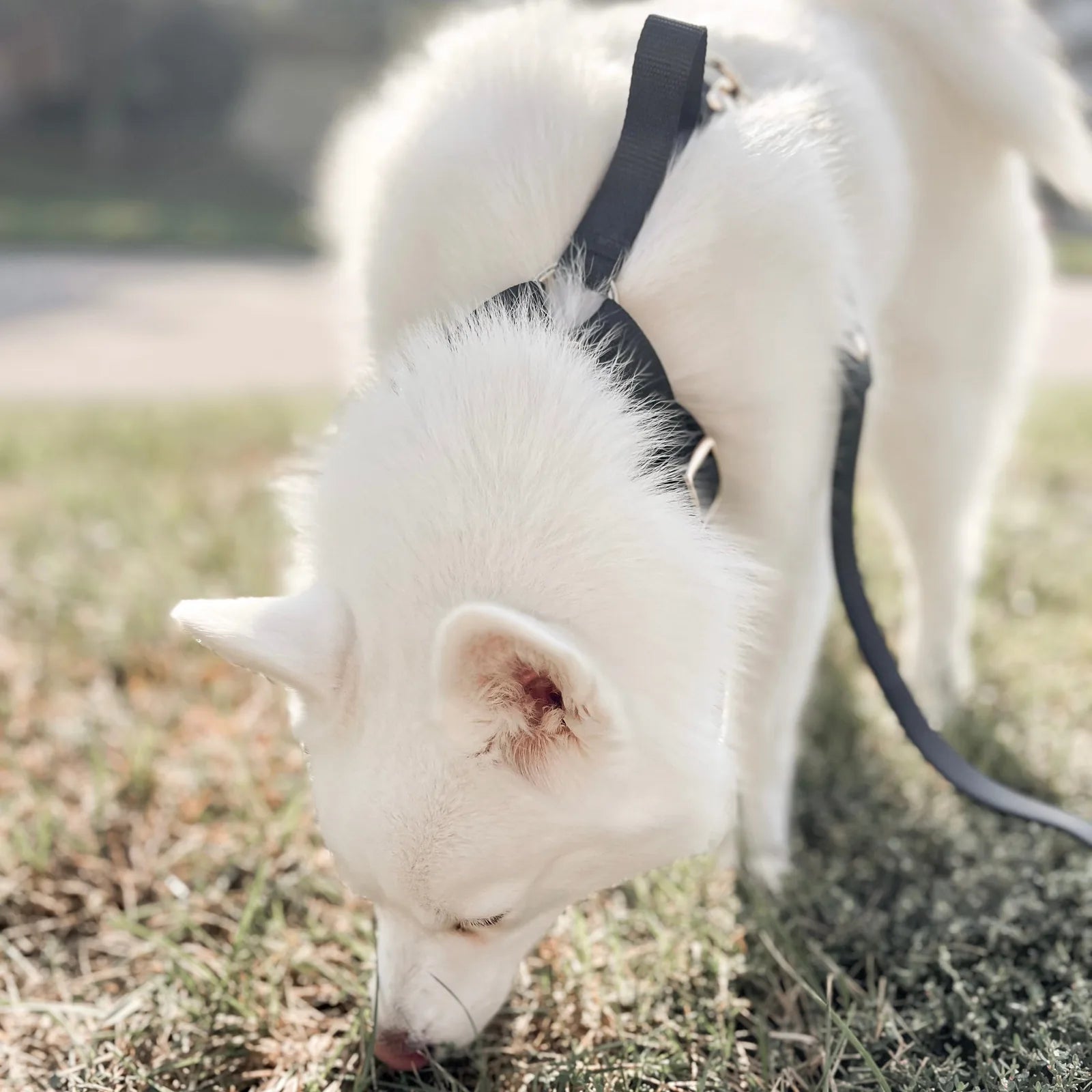 White dog wearing a black harness and leash, sniffing grass outdoors in soft sunlight.
