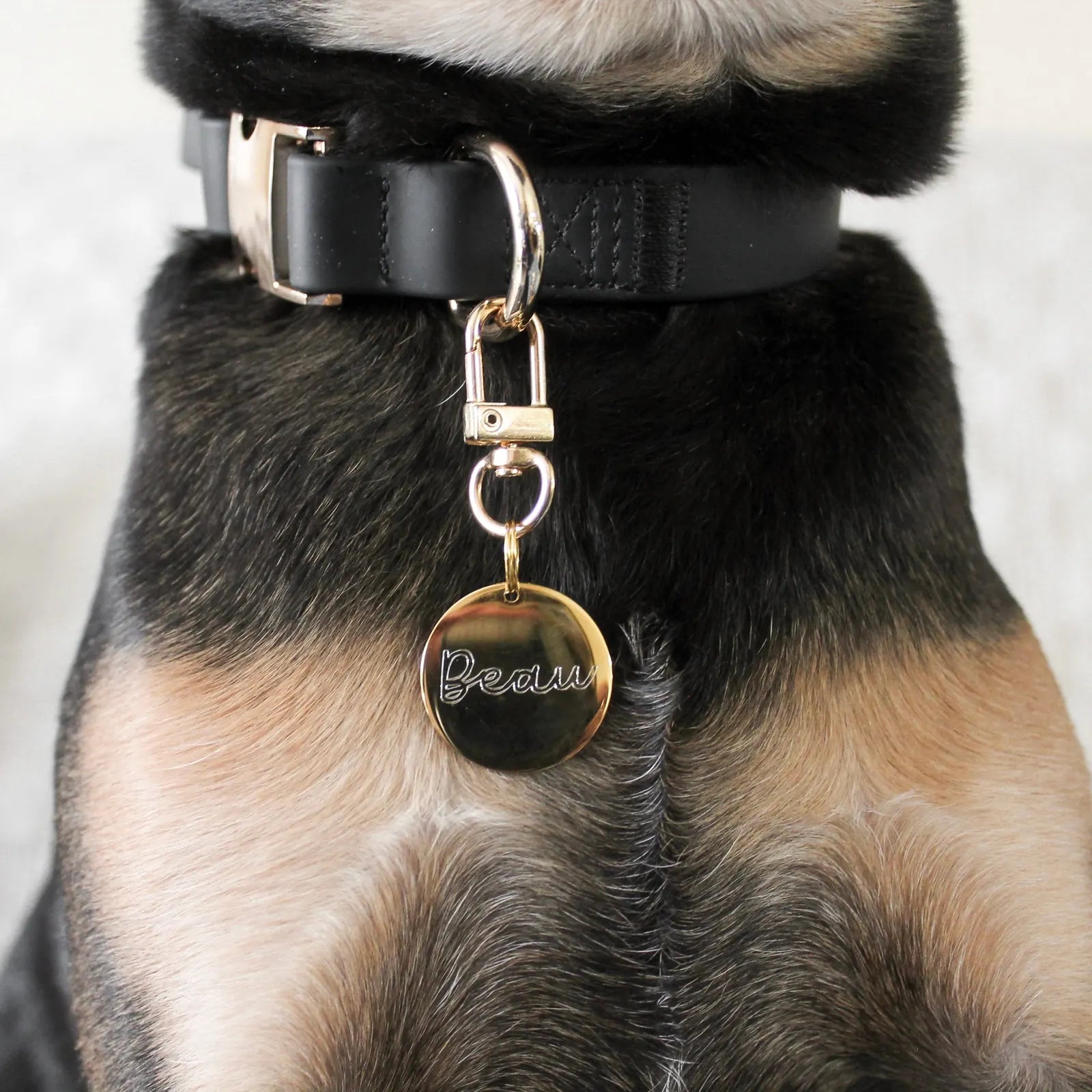 Elegant black collar with gold accents featuring a name tag reading "Beau," showcasing stylish dog walking accessories.