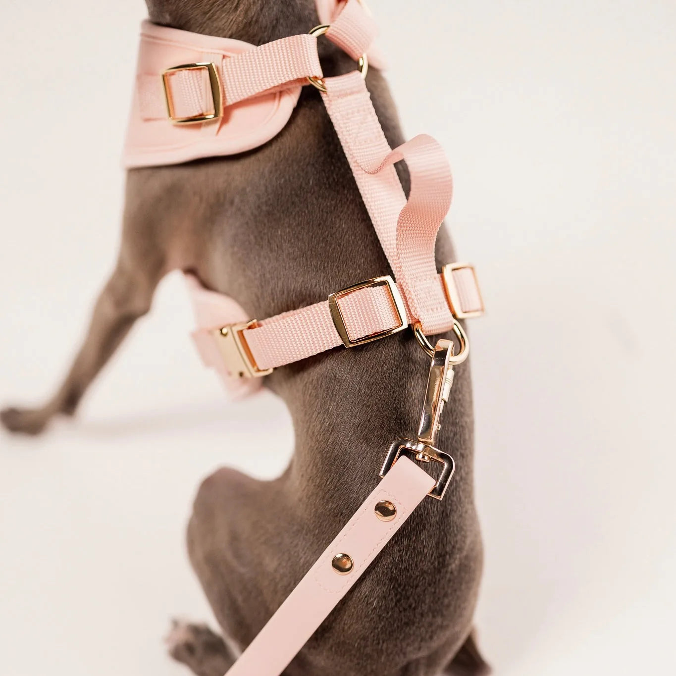 Soft pink harness with gold accents, sturdy leash, and D-ring, designed for comfortable dog walks.