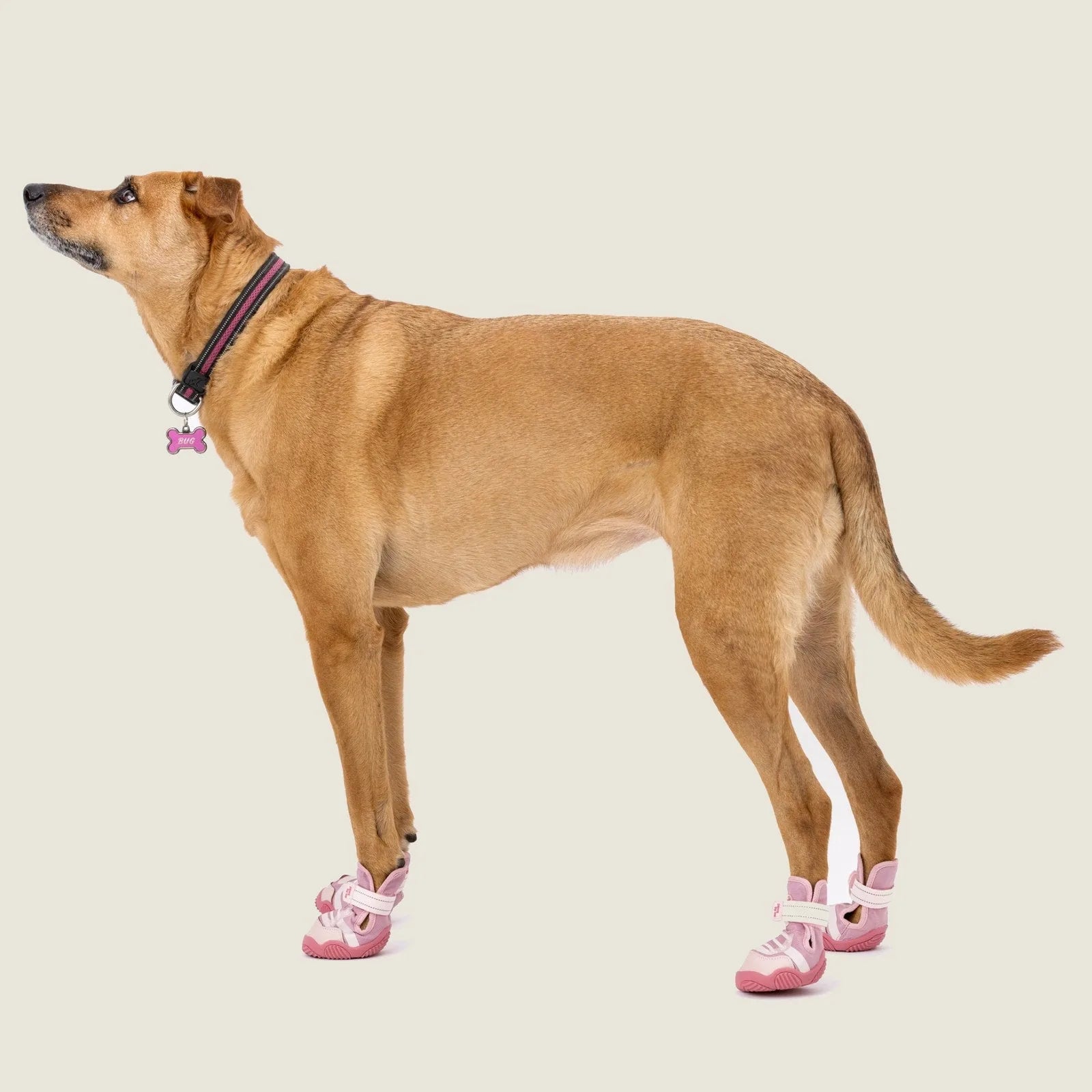 Dog wearing pink Kai Dog Sneakers by Paws By Kai, showcasing adjustable straps and grippy soles for outdoor activities.