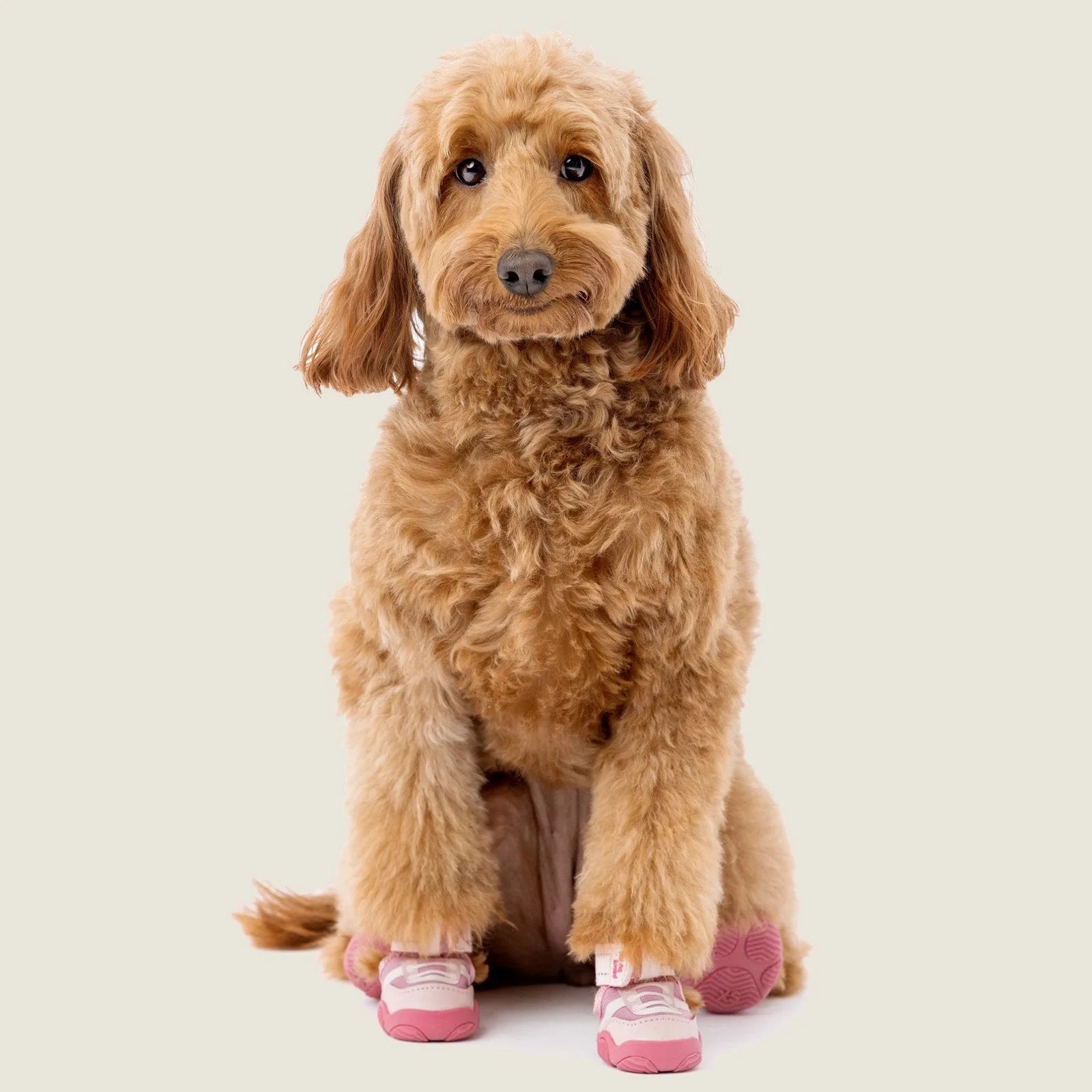 Fluffy golden dog sitting in pink Kai Dog Sneakers, showcasing stylish pet apparel for outdoor activities.