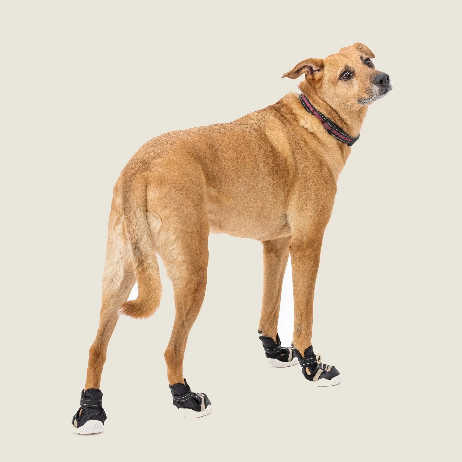 Tan dog wearing black and white Kai Dog Sneakers, showcasing adjustable straps and a comfortable fit.