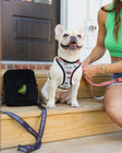 The Modern Dog Company Store