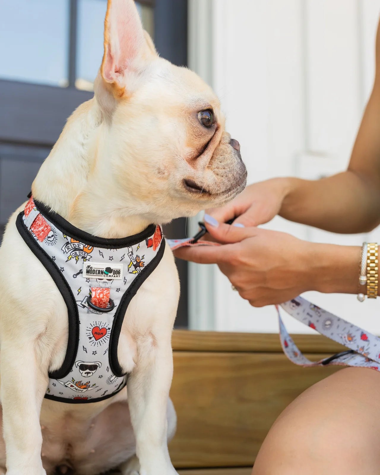 White French Bulldog wearing a stylish, adjustable dog harness with a biker-inspired pattern, ready for a walk.