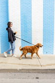 The Modern Dog Company Store