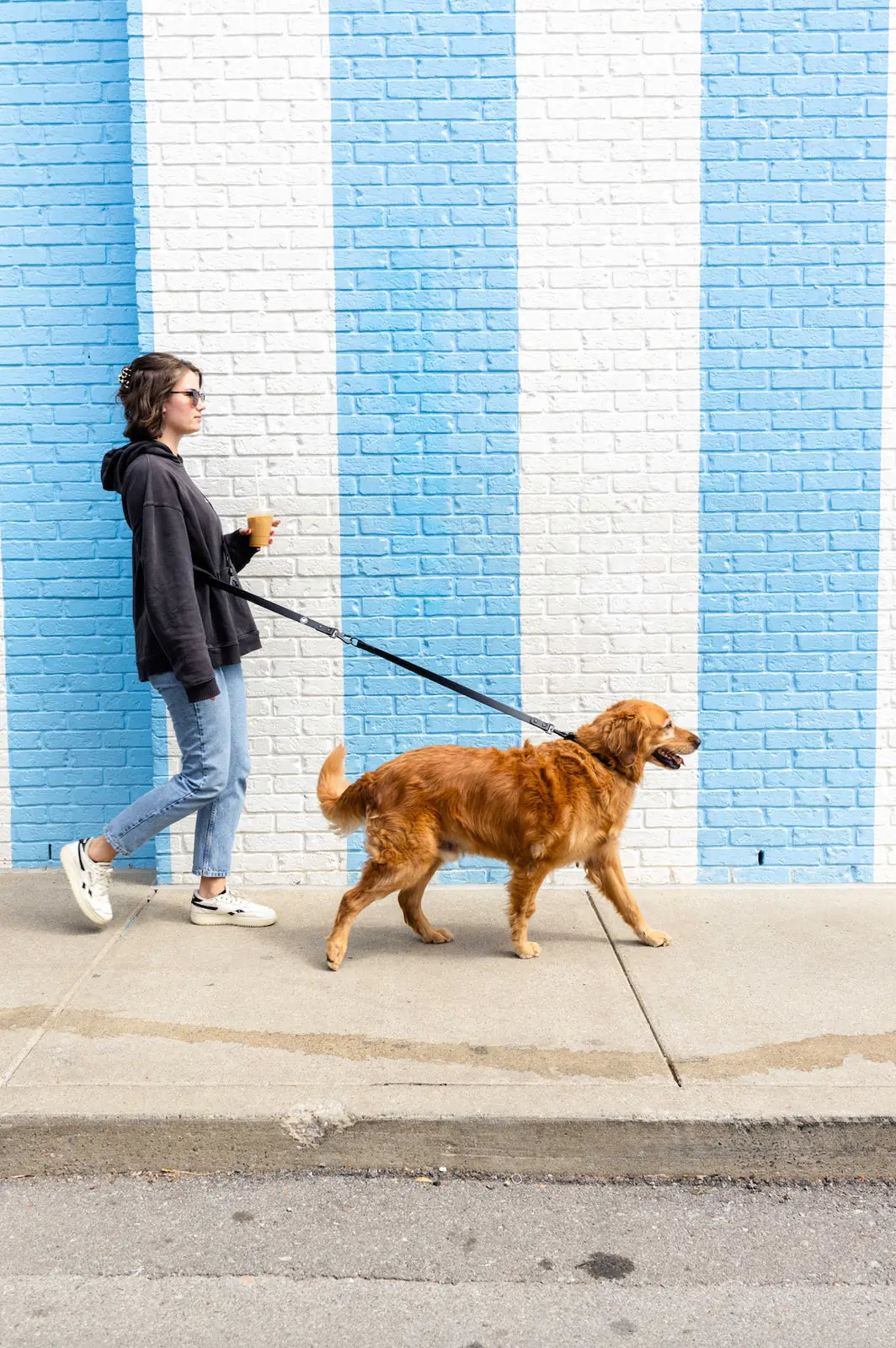 Walking a golden retriever on a black extension leash against a blue and white striped wall.