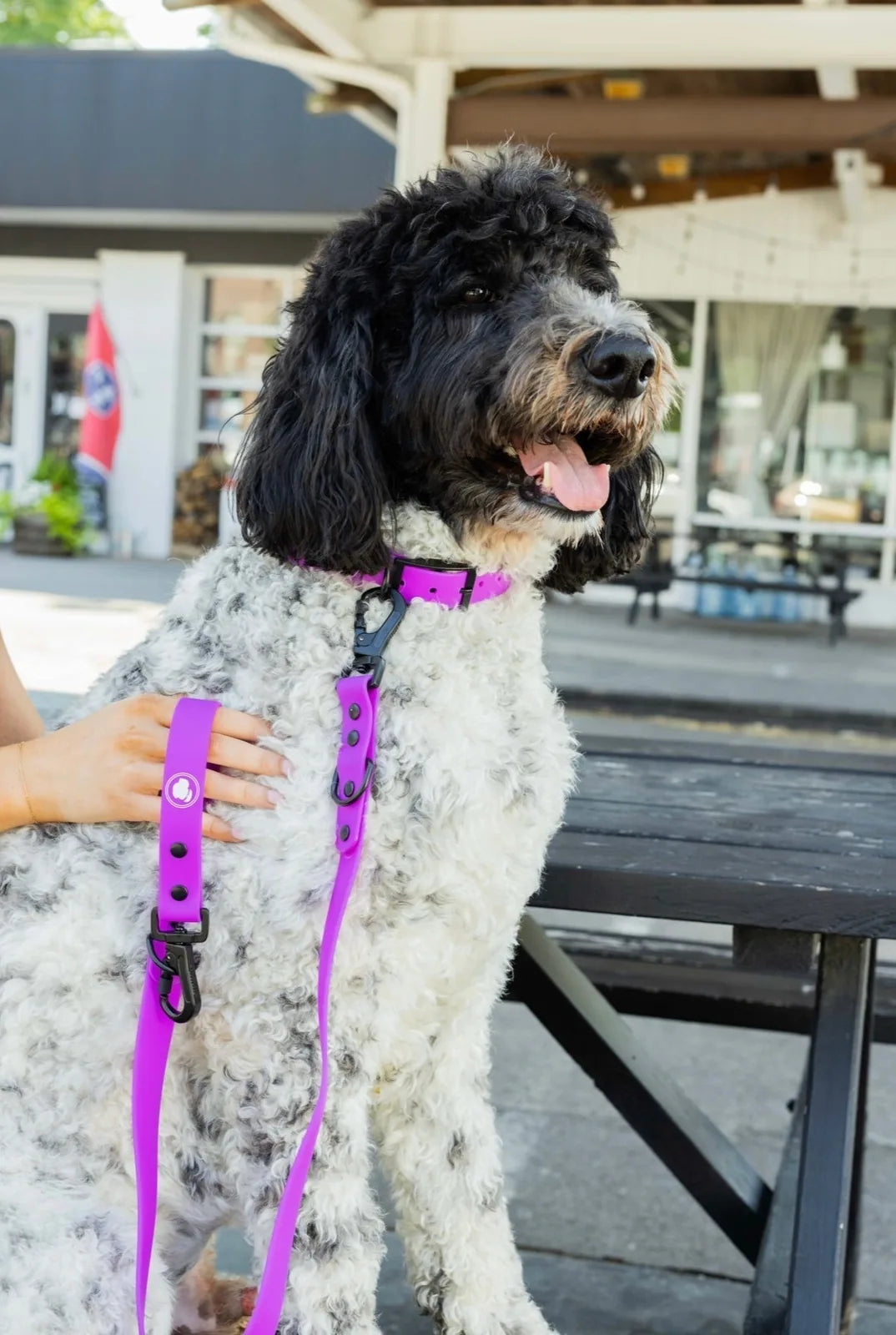 Electric fuchsia dog collar on a fluffy white dog, paired with a matching leash, seated on a wooden table outdoors.