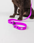 The Modern Dog Company Store