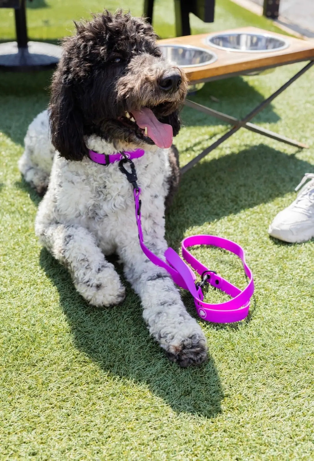 Electric fuchsia adjustable dog leash resting next to a happy, fluffy dog on green grass, showcasing its stylish and pract...