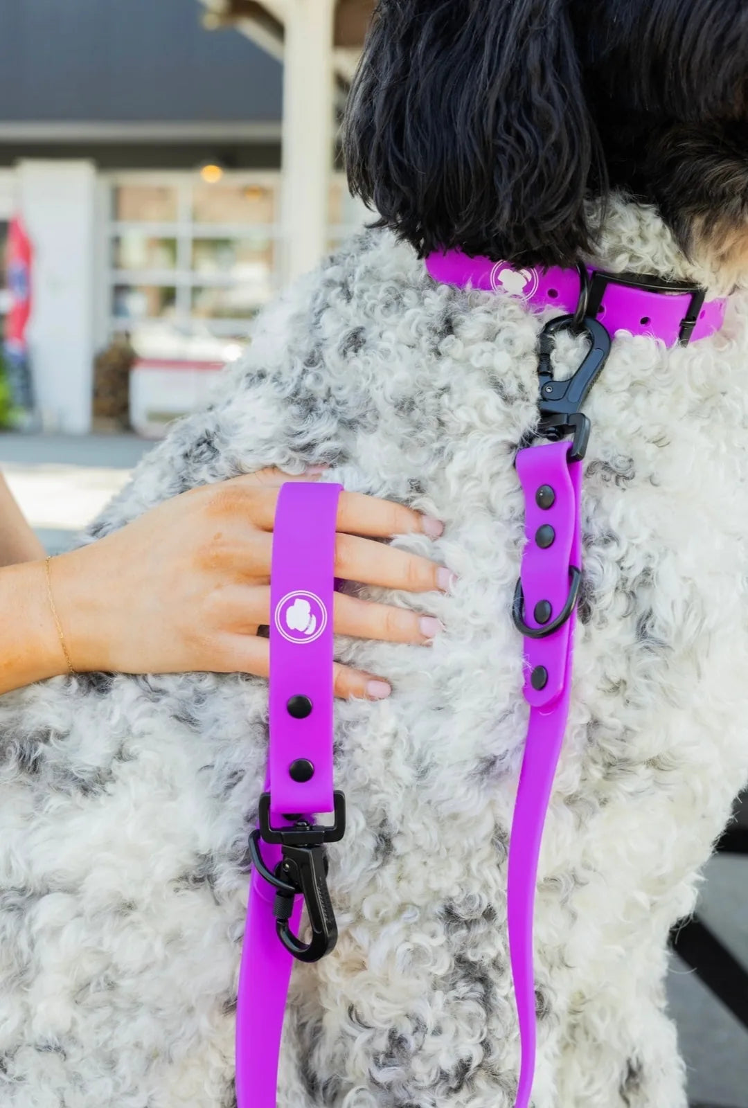 Electric fuchsia adjustable dog leash attached to a fluffy dog, highlighting a sturdy clip and easy-grip handle design.