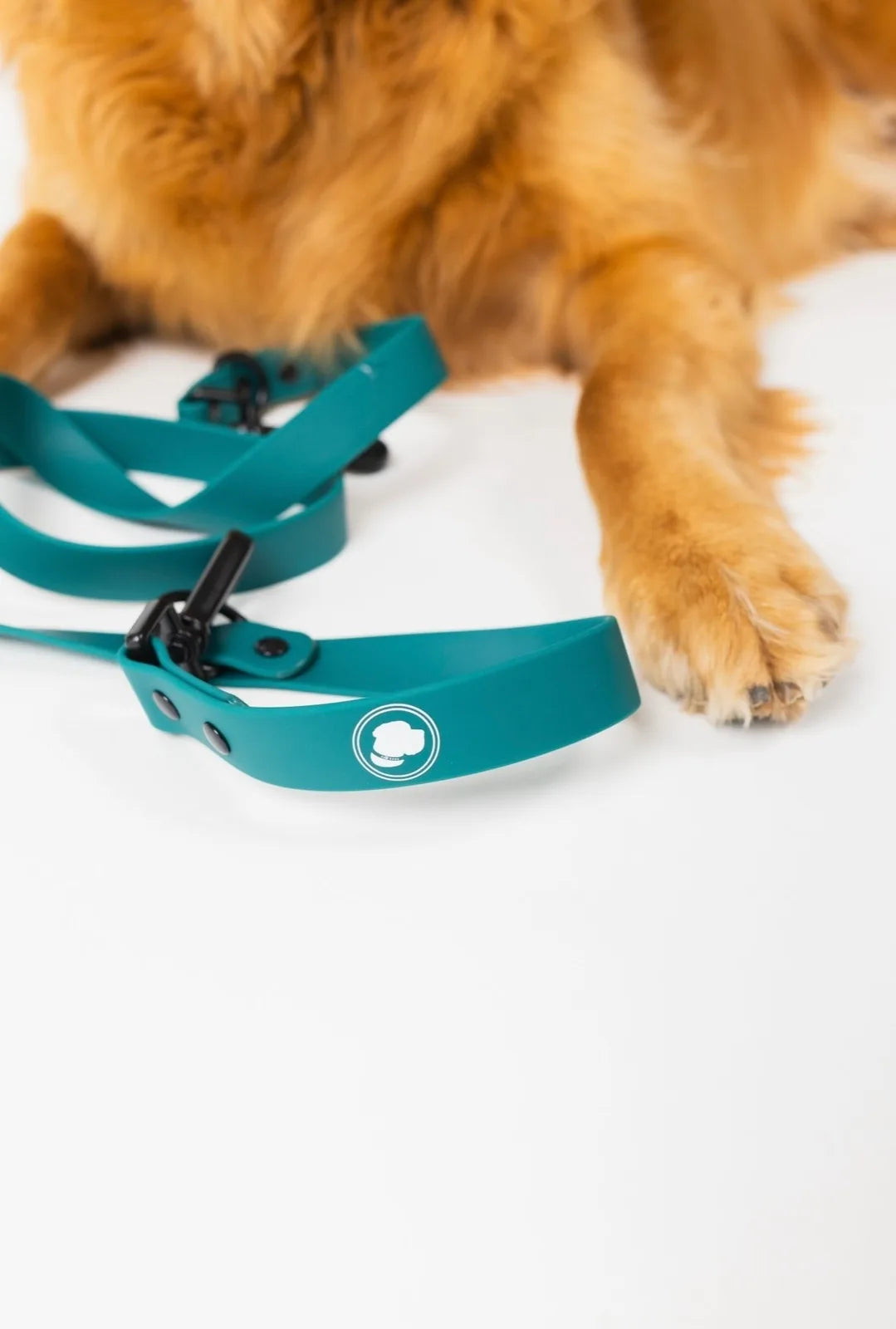 Forest green adjustable dog leash with a locking carabiner lies beside a golden dog's paw, showcasing durability and style.